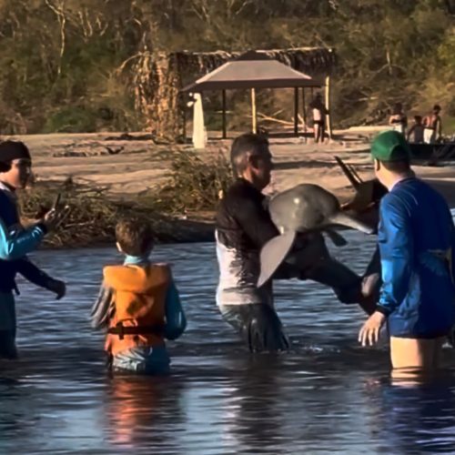 Pescadores salvam boto-do-Araguaia após fisgada acidental no Rio Araguaia
