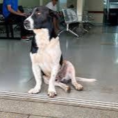 Cachorro espera há duas semanas por tutor que morreu após atendimento em UPA de Goiânia