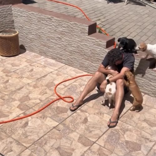 Homem passa mal durante crise de ansiedade, e reação dos cães comove a internet
