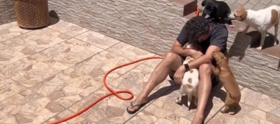Homem passa mal durante crise de ansiedade, e reação dos cães comove a internet