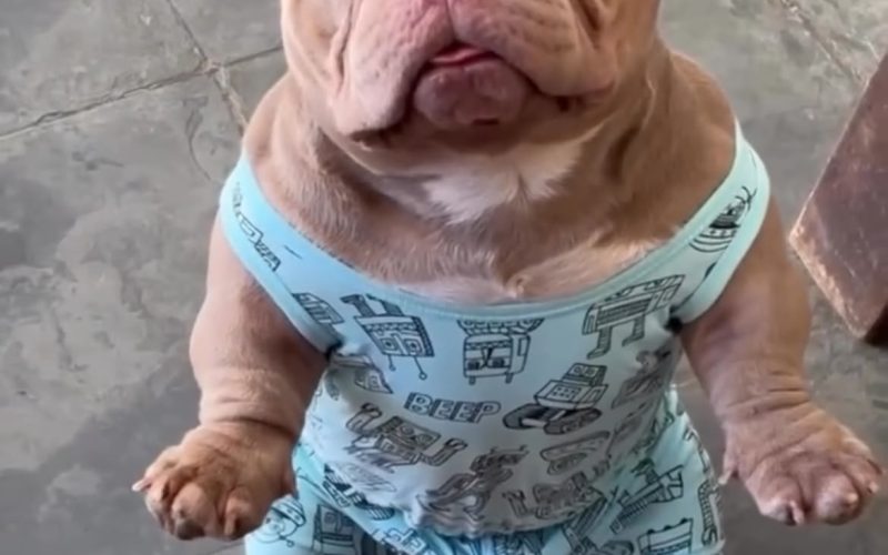 Cachorro aparece de pijama para tomar café da manhã e conquista milhões de visualizações nas redes