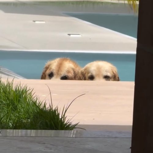 “Cansei de cachorros”: vídeo de “jacarés”na beira da piscina engana milhões de pessoas na internet