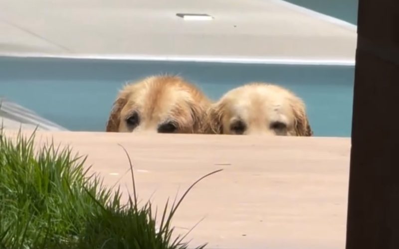 “Cansei de cachorros”: vídeo de “jacarés”na beira da piscina engana milhões de pessoas na internet