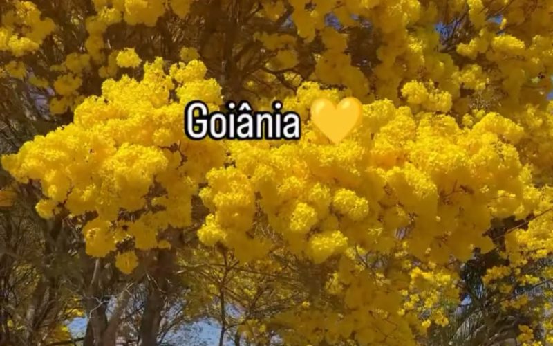 Vídeo dos ipês-amarelos transformando ruas de Goiânia em um tapete dourado encanta a internet