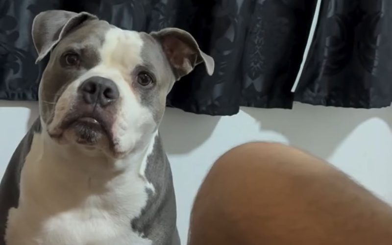 “Então vai você e sua cachorra morar com sua mãe!”Cachorrinha parece entender a conversa e reage com um olhar que conquistou as redes sociais
