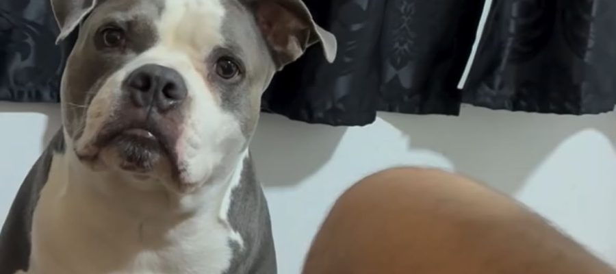 “Então vai você e sua cachorra morar com sua mãe!”Cachorrinha parece entender a conversa e reage com um olhar que conquistou as redes sociais