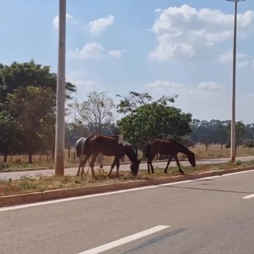 Alerta: cavalos são vistos soltos na Avenida Pedro Miranda, em Senador Canedo