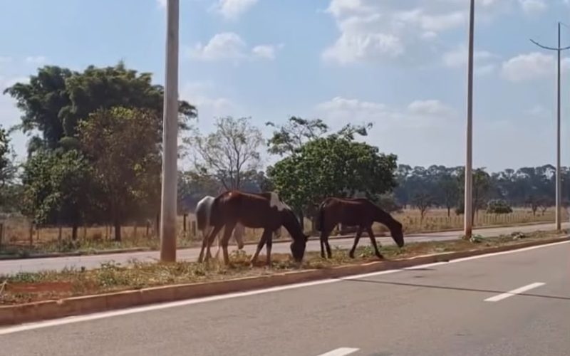 Alerta: cavalos são vistos soltos na Avenida Pedro Miranda, em Senador Canedo