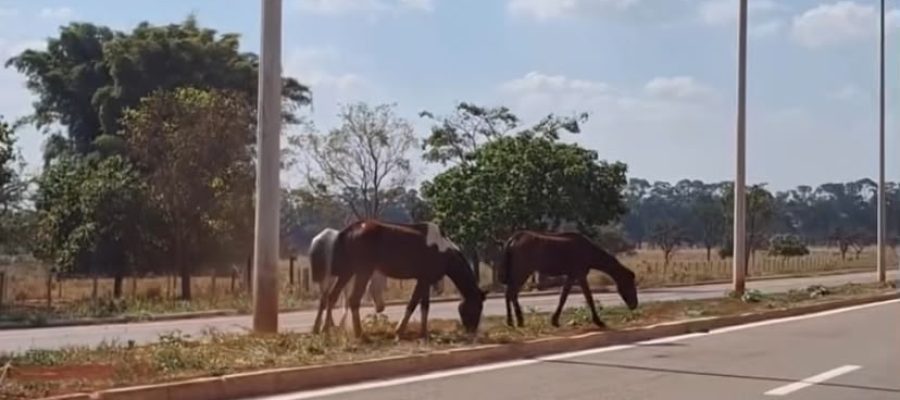 Alerta: cavalos são vistos soltos na Avenida Pedro Miranda, em Senador Canedo