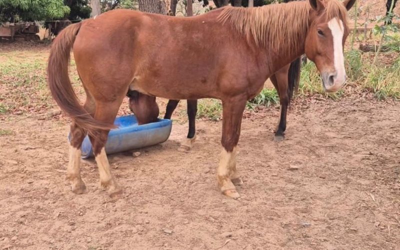 Animais de grande porte soltos recolhidos pela UVZ no Setor Paraíso, em Senador Canedo