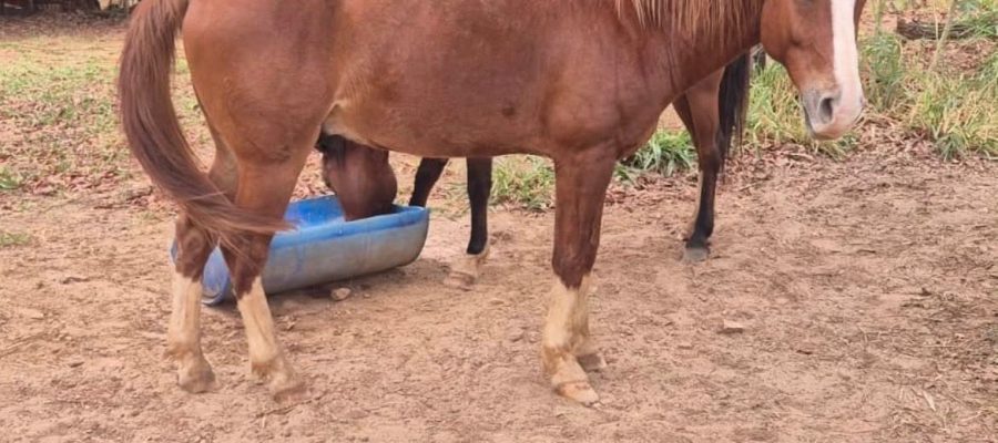 Animais de grande porte soltos recolhidos pela UVZ no Setor Paraíso, em Senador Canedo