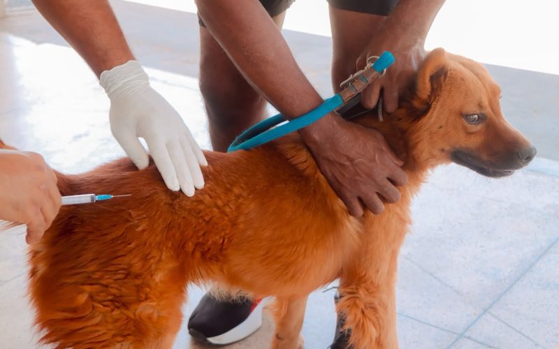 Campanha Antirrábica vacina mais de 3 mil animais em Senador Canedo