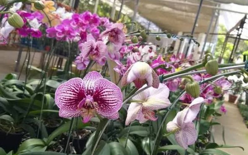 Goiânia recebe exposição de orquídeas com entrada gratuita e troca de alimentos por mudas