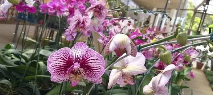 Goiânia recebe exposição de orquídeas com entrada gratuita e troca de alimentos por mudas