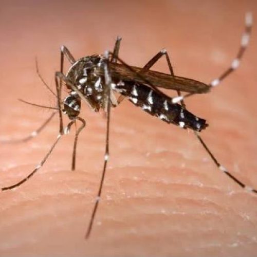 Apenas 33% dos adolescentes que iniciaram vacinação contra dengue retornaram para segunda dose em Goiás