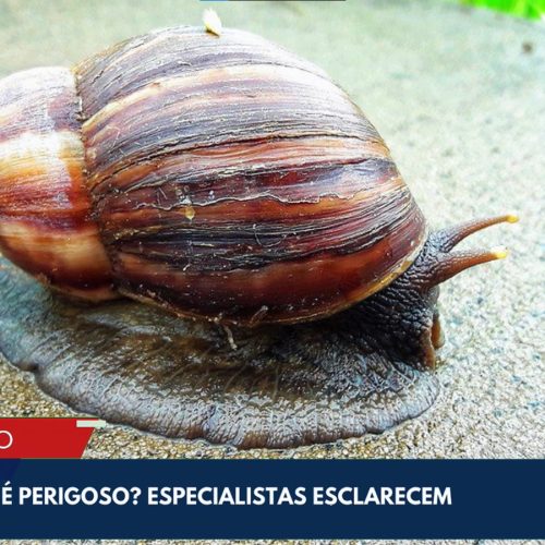 Alerta para riscos de doenças causadas pelo caramujo africano em áreas urbanas
