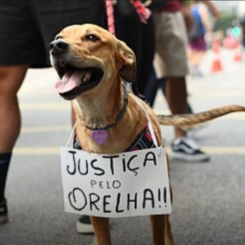 Polícia conclui inquérito sobre morte do cão Orelha e pede internação de adolescente