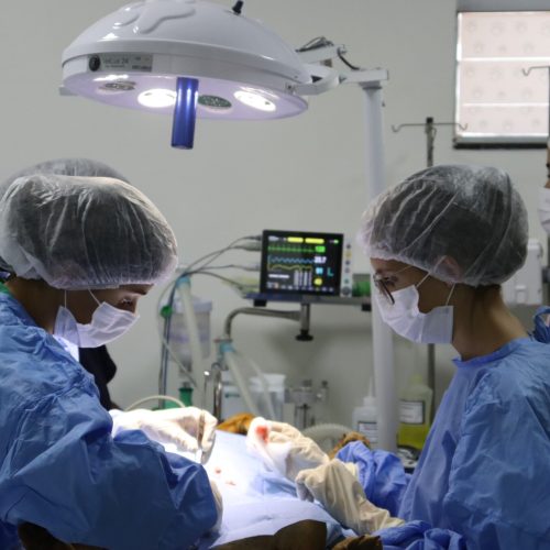 Senador Canedo castra 100 animais em 15 dias e amplia programa gratuito de bem-estar animal