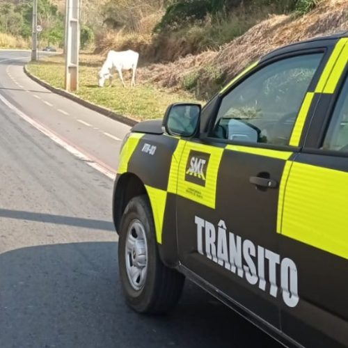 Novilha é capturada após quatro dias solta próximo à Avenida Progresso