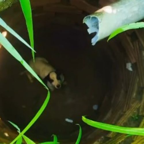 Corpo de Bombeiros resgata cachorro preso em cisterna em Senador Canedo